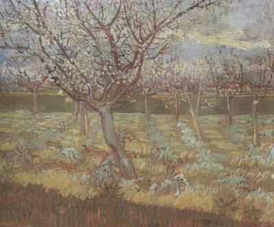 Vincent Van Gogh Apricot Trees in Blossom (nn04) Norge oil painting art